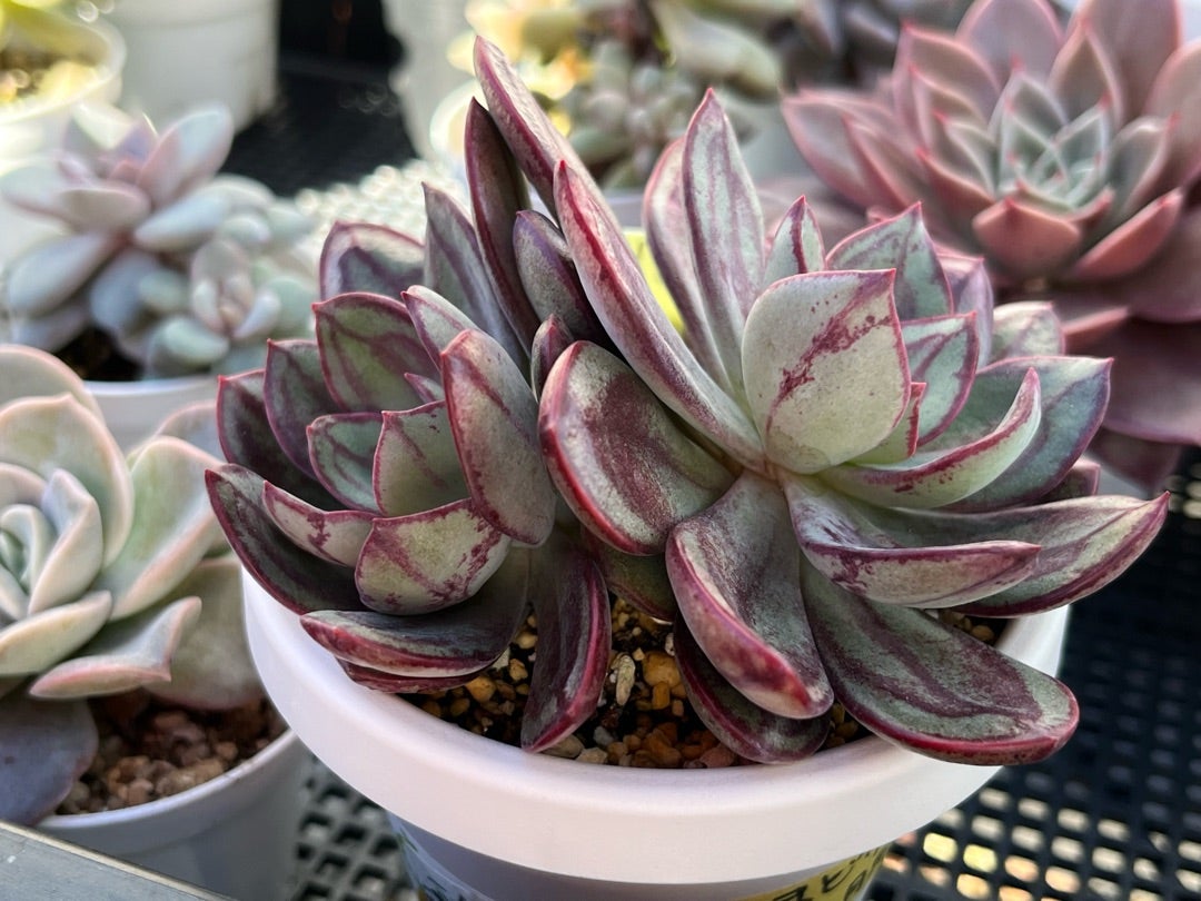 多肉植物 おらいさん苗 新作069美紫妃 札付きミックスベリア おはよう