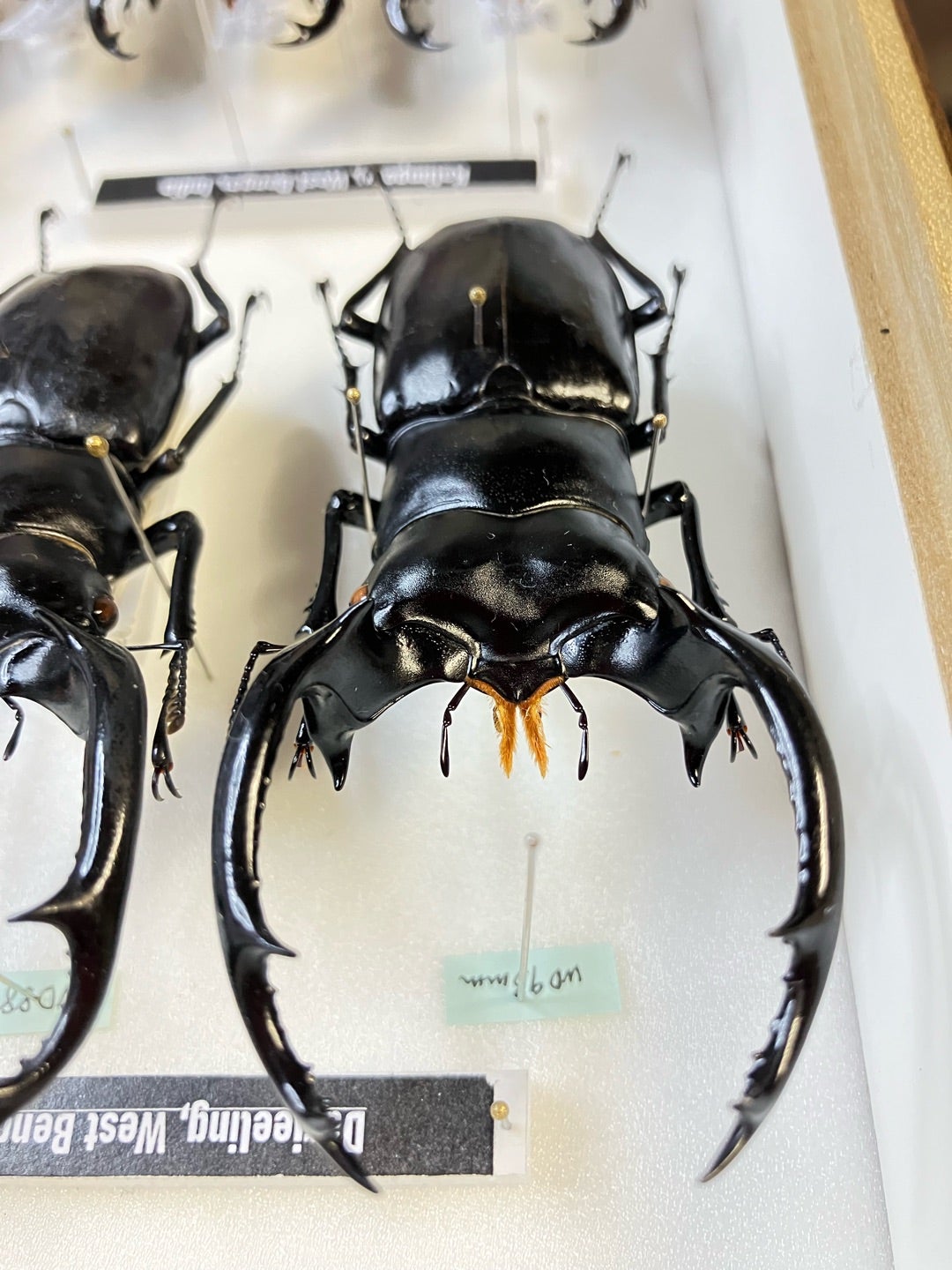 ウエストウッディだらけの標本箱‼️リニューアル完了‼️ | 【FwooD