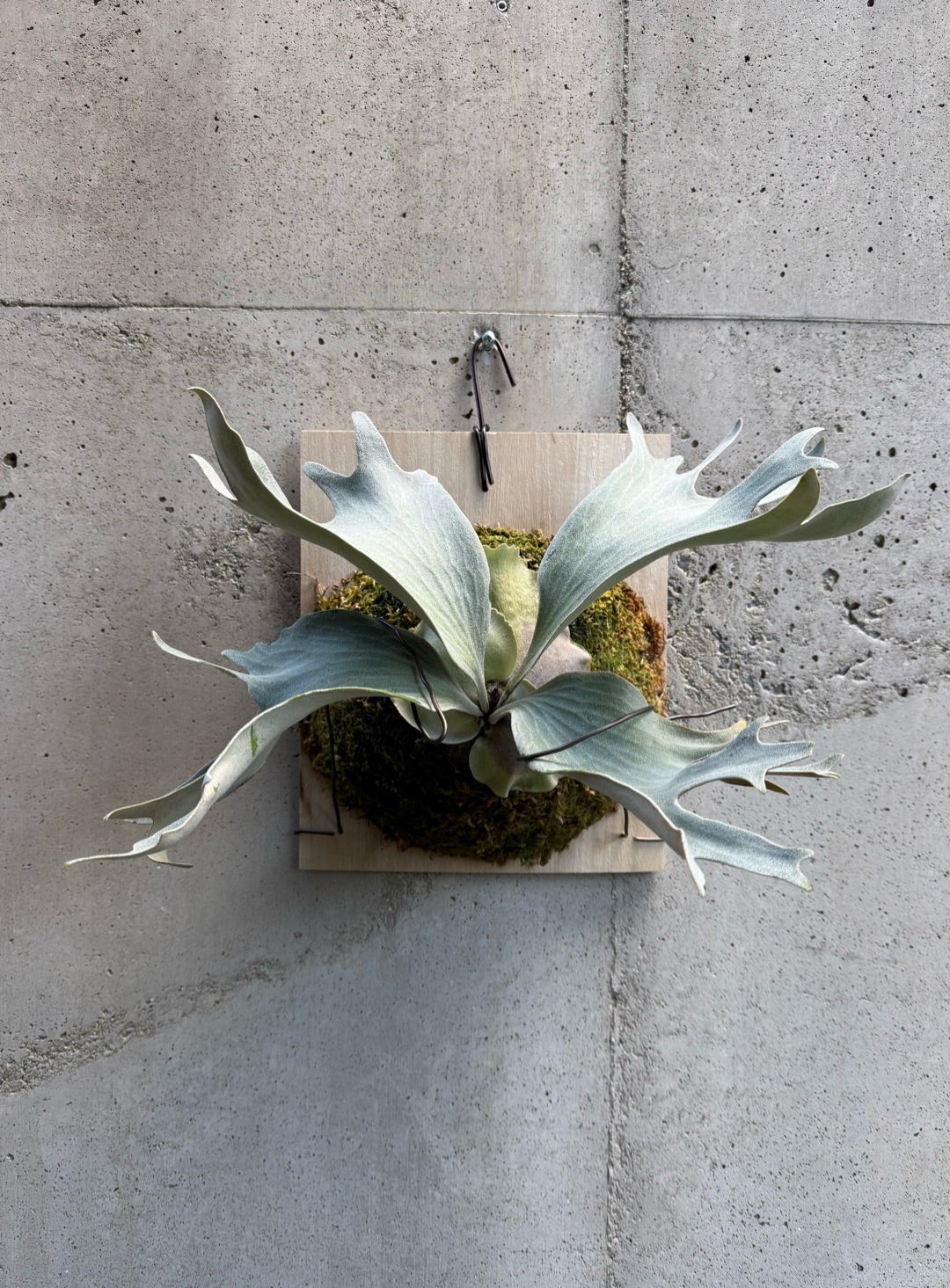 その後のビカクシダ ギンカ (P. ginka) 銀華 ② | calmplantsの