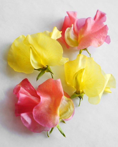 スイートピーのドライフラワーの作り方はとても簡単！ | アメージング