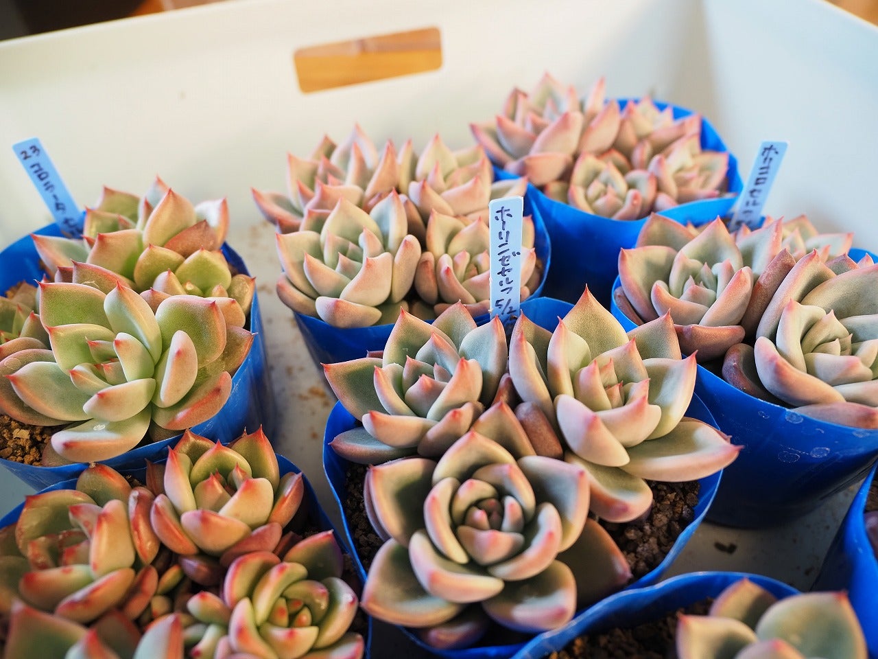 ホリコロ・ホーリンゼを鉢上げしました | ブログ版Olive&SucculentGarden