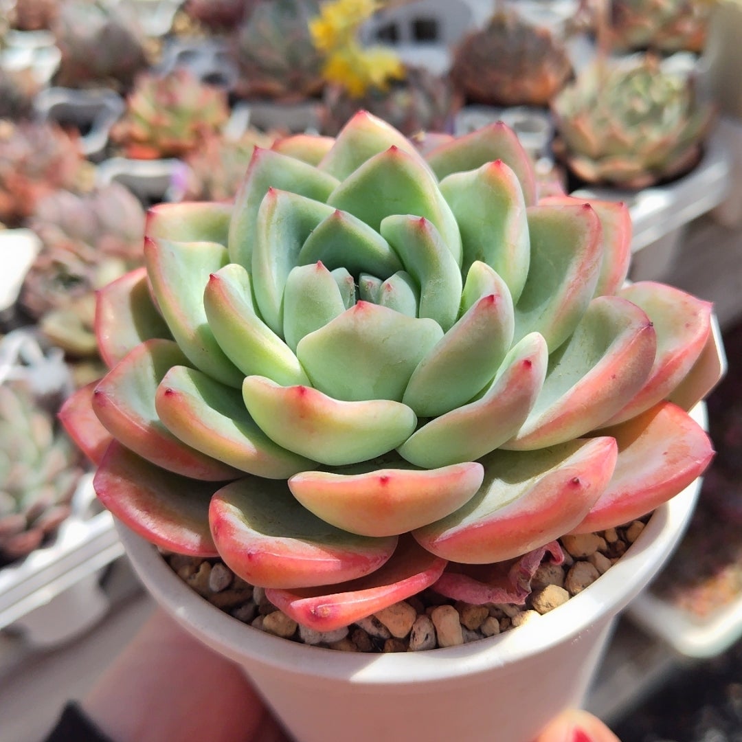 プランターのもりもり虹の玉！と、紅葉多肉♥️ | 多肉に、ほんろう。