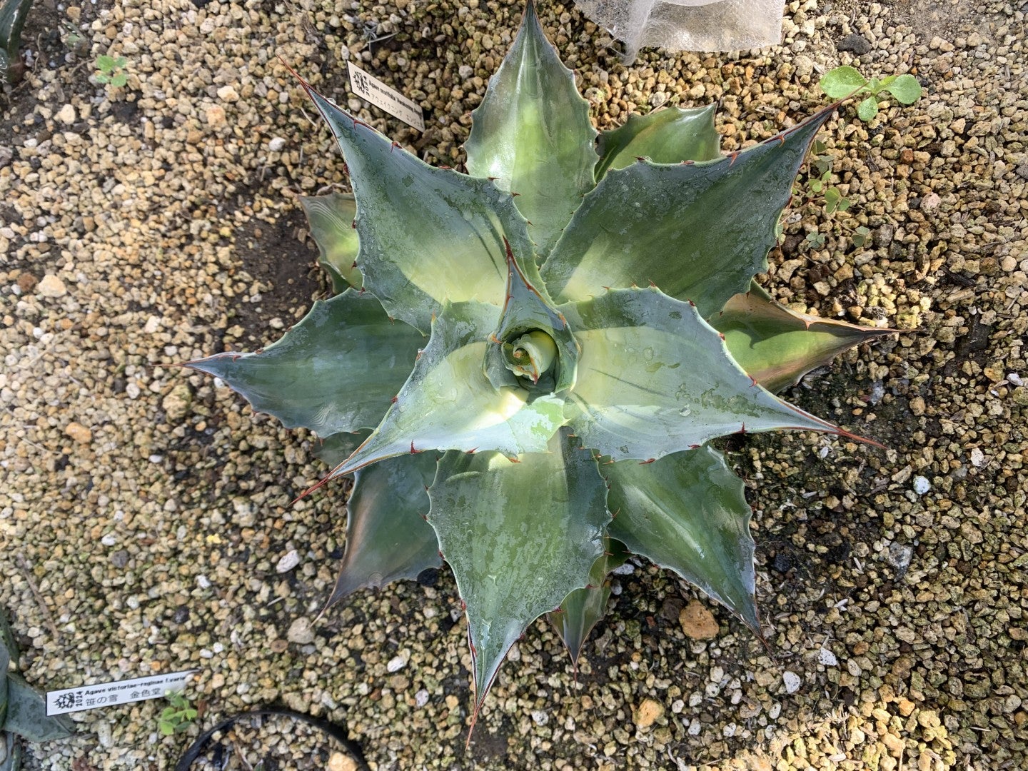 アガベ 今日の1株 オバティフォリア アウェイクニング エンジェル