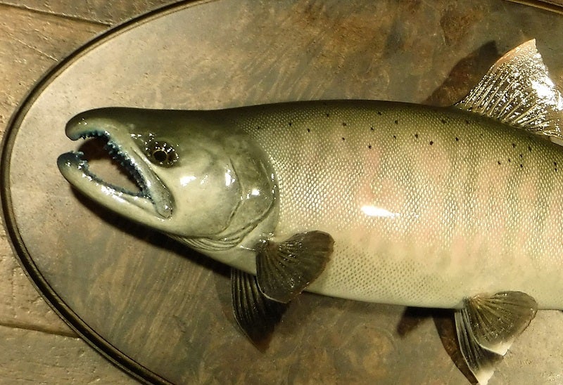 サクラマス雄婚姻色 | 一心房LOG 魚の剥製制作販売注文