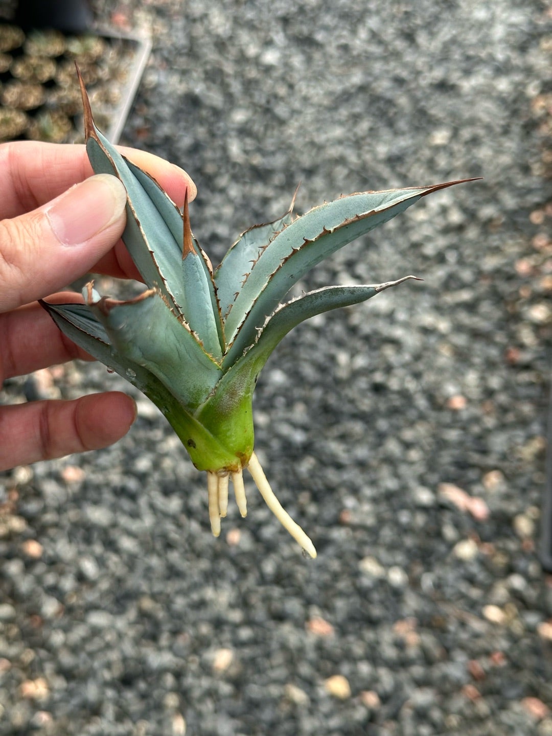 アガベ 笹の雪とチタノタ発根管理株植え付け | つべるふブログ 多肉