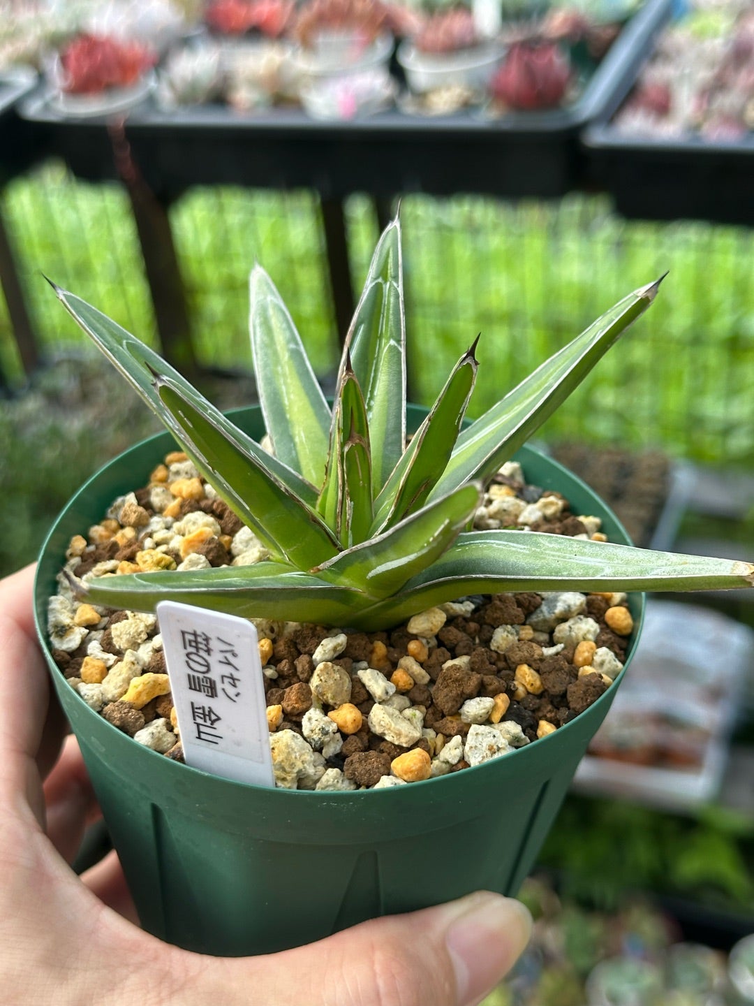 アガベ 笹の雪とチタノタ発根管理株植え付け | つべるふブログ 多肉