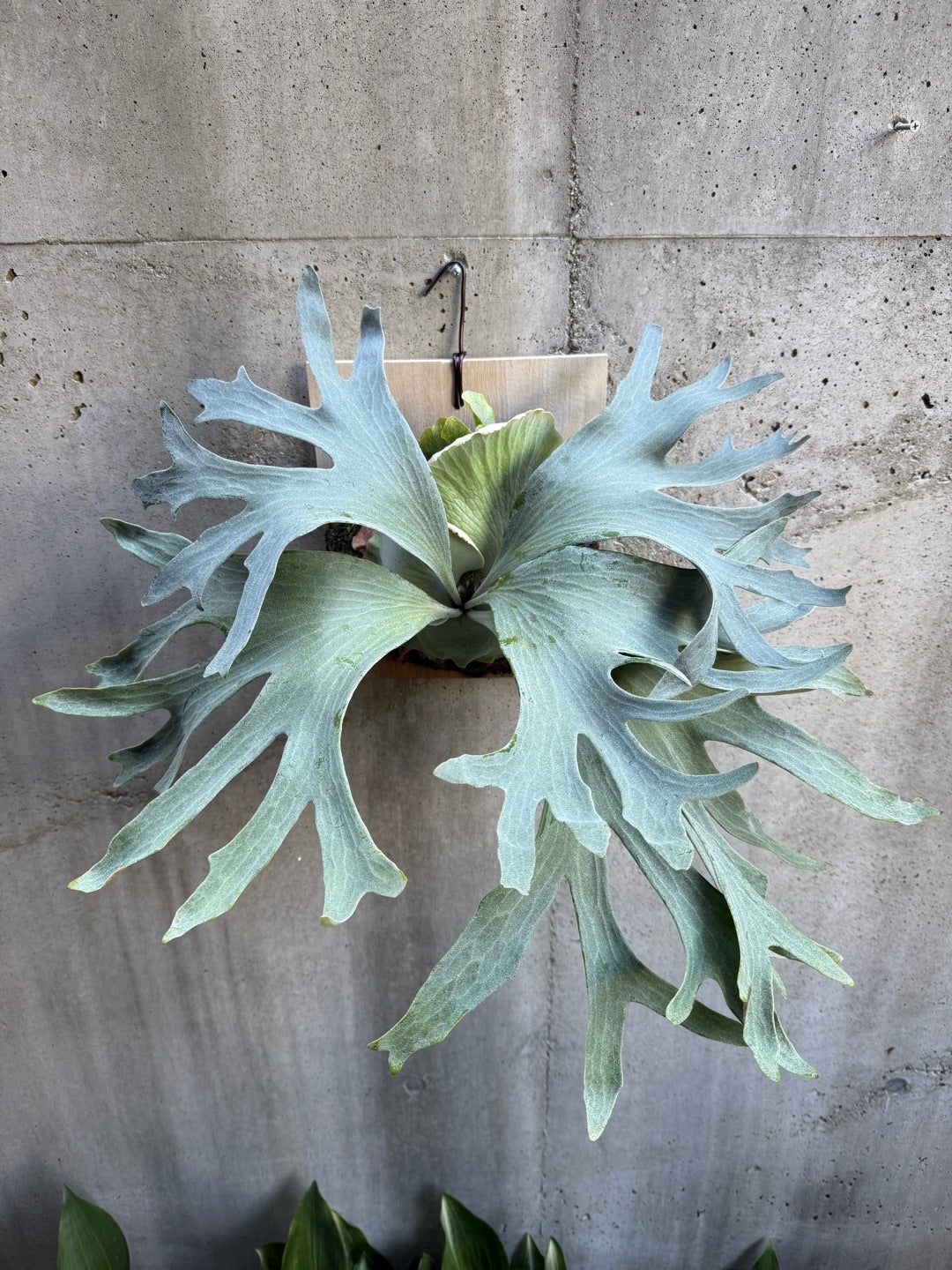 その後のビカクシダ ギンカ (P. Ginka) 銀華 ④ | calmplantsの