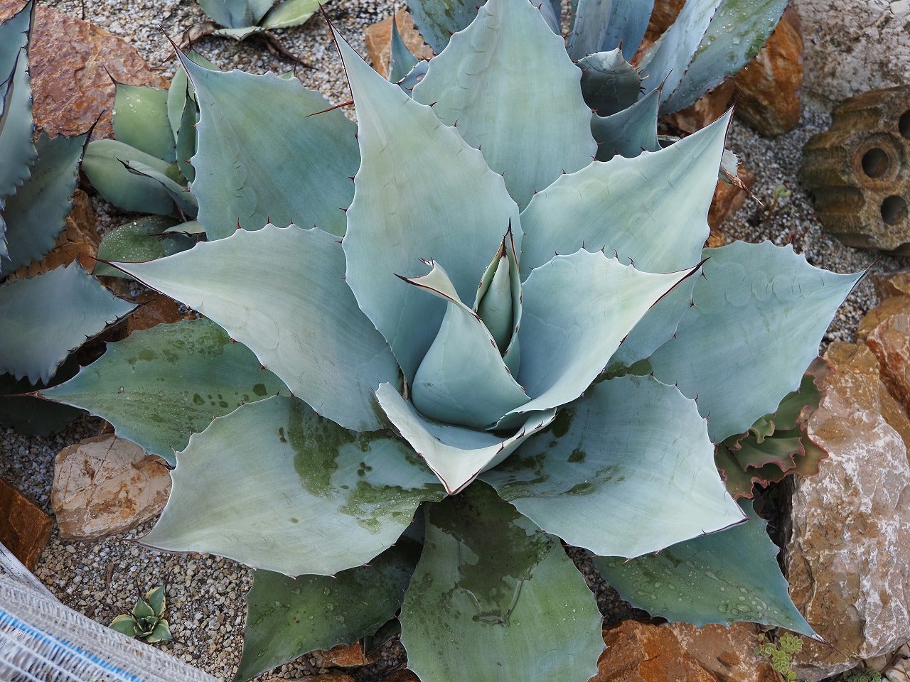 美株 子株 アガベ オバティフォリア フロスティーブルー 15cm