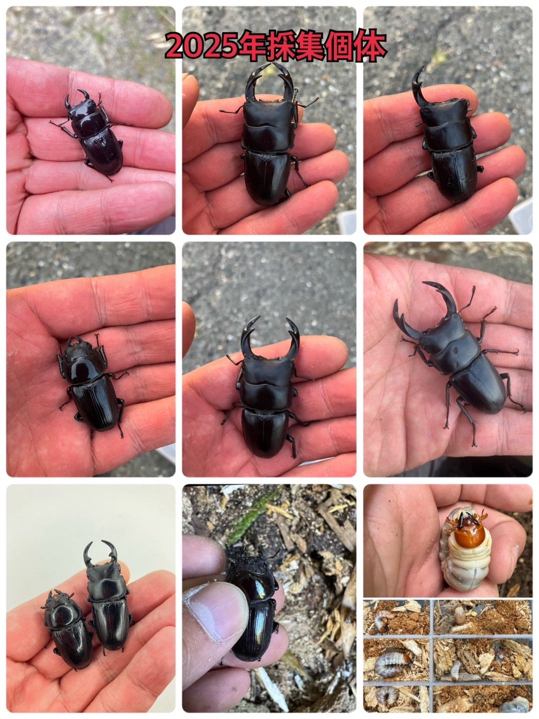 私のオオクワガタ採集の歴史‼️ | 【FwooD】昆虫標本専門店 ブログ