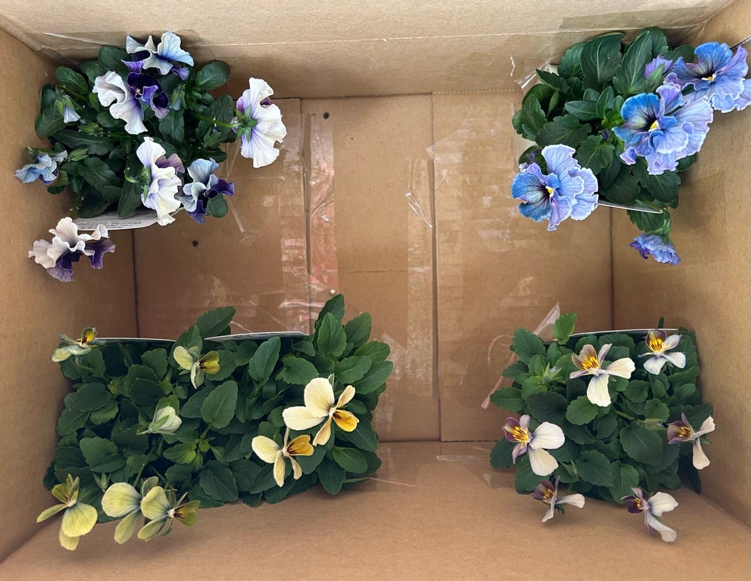 大人気ビオラのすみれ図鑑がキター | リリアのかわいいものブログ♡花