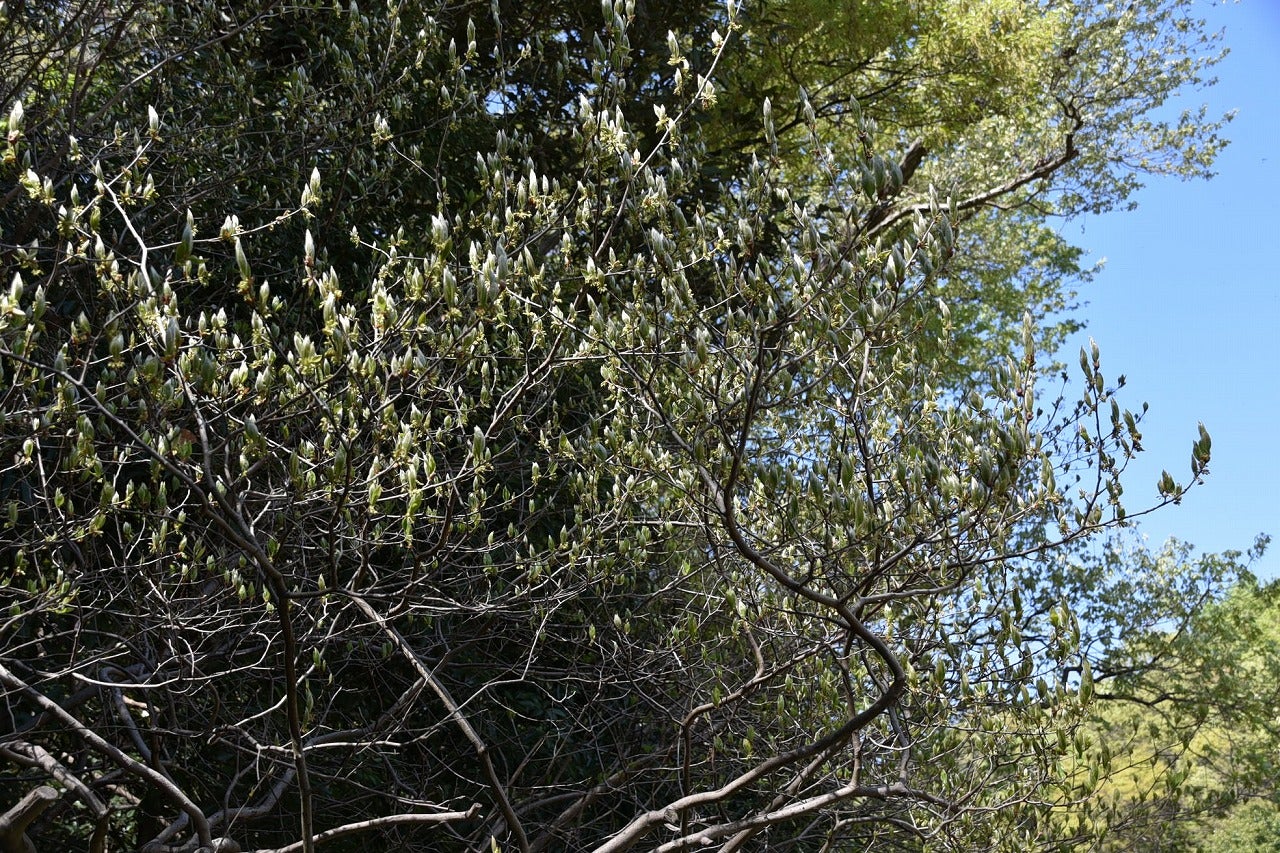 美しい紅葉 曲がり樹形 山採り ヤマコウバシ 669 樹高1.5m位 縁起担ぎ