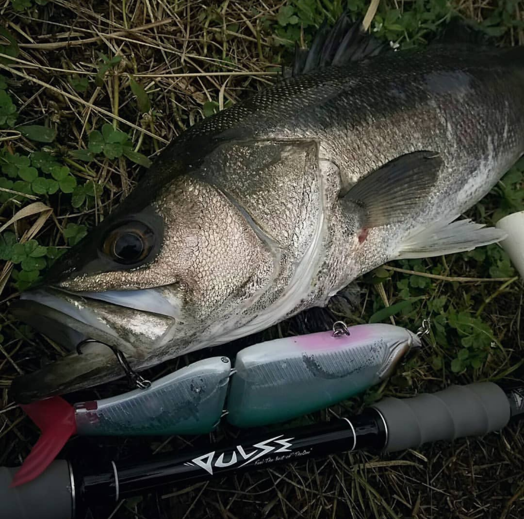 タイニークラッシュ “TRIBE WEED” | TRIBE JiN