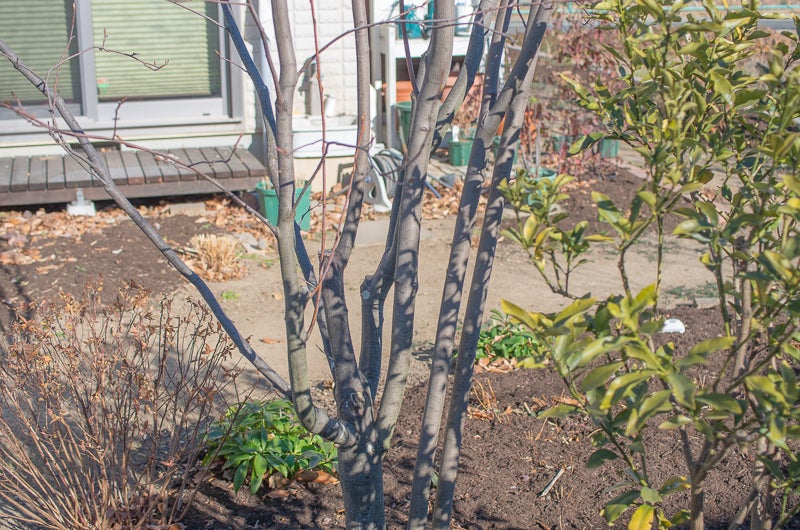 ジューンベリーの剪定 | ぐんまの庭を目指して