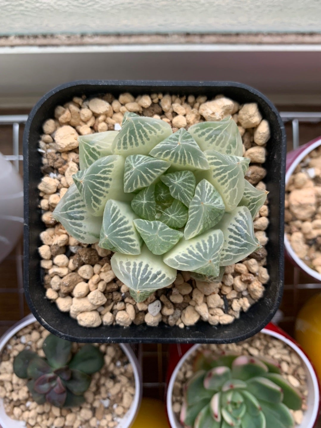 ハオルチア 白蛇伝 （自虐伝）② | 無職インセクトの多肉&アクアリウム