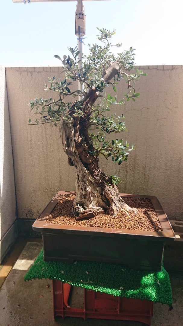 古木オリーブ盆栽の『極太根伏せ』をやってみた。 | 僕は推定アスペルガー