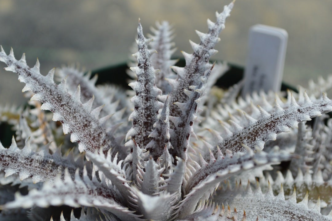 Dyckia 'White Shark' (ディッキア ホワイトシャーク)成長記録③ | ~龍