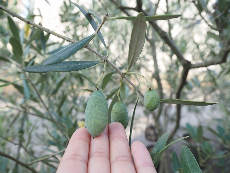 オリーブ・ジャンボカラマタとカラマタ | ブログ版Olive&SucculentGarden