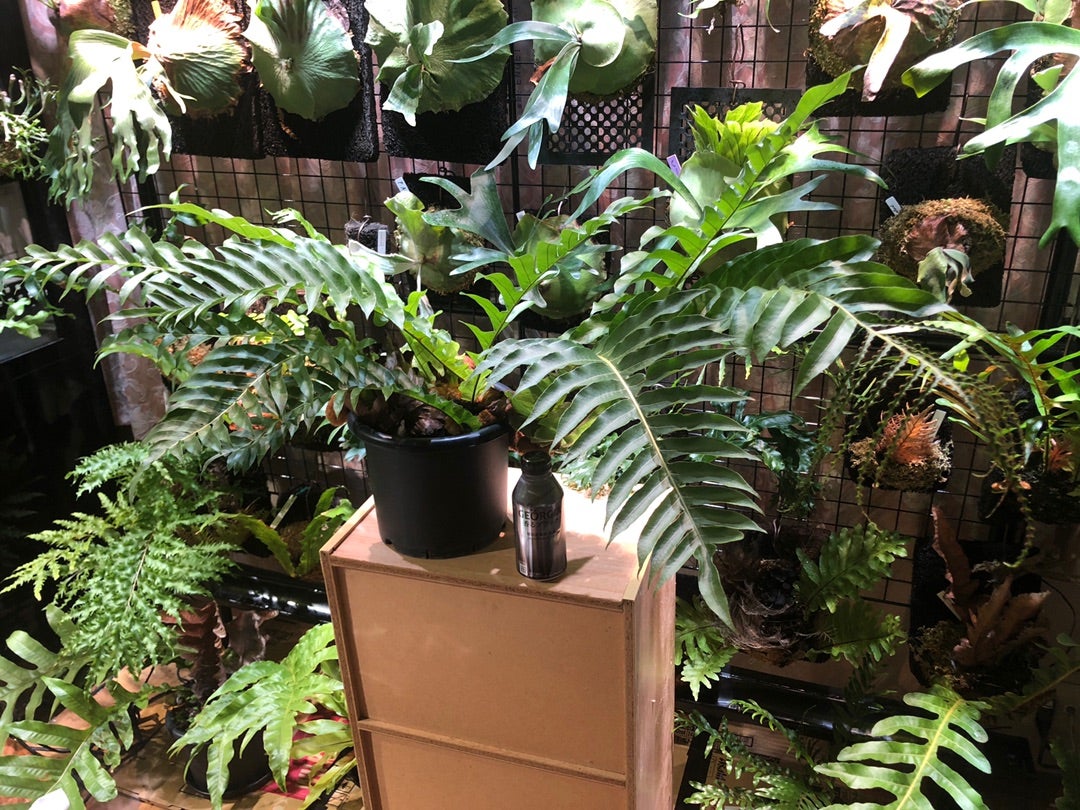 アグラオモルファ メイニアナ Aglaomorpha meyeniana | 横浜亜熱帯化計画