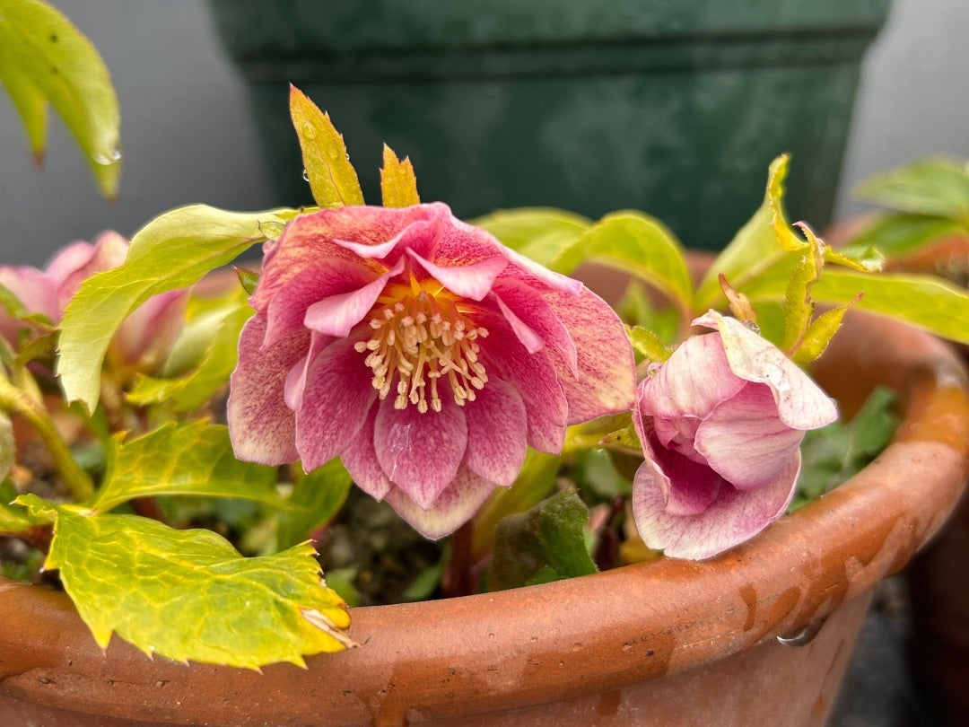 ❤️セール❤️952❤️極上品❤️【ソレイユ】クリスマスローズ 今朝の