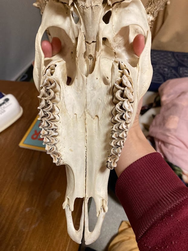 エゾシカの骨の標本づくりをやっていました④（骨が苦手な人は閲覧注意