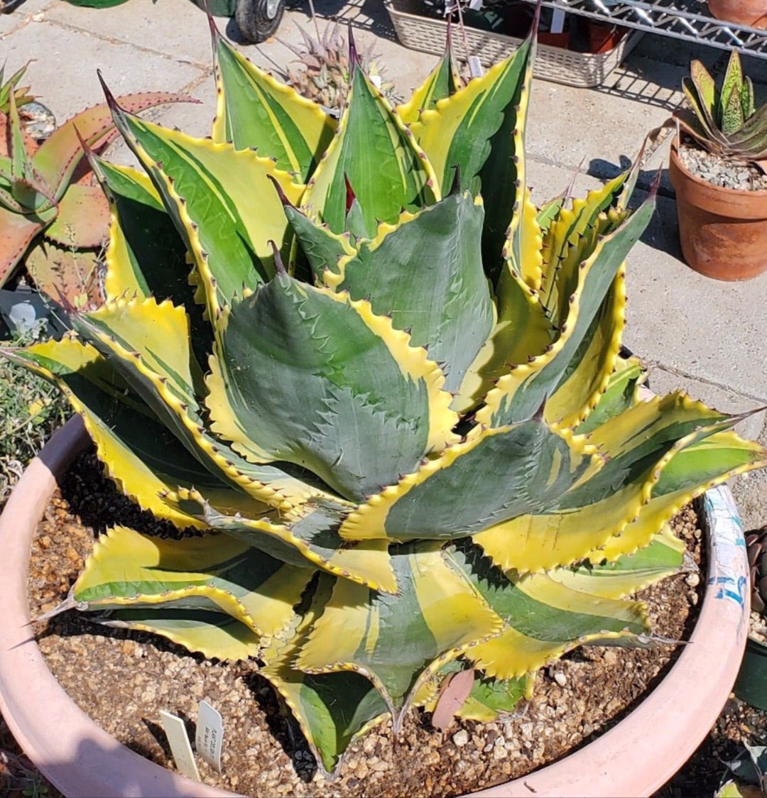 突然の出会い アガベ リップルエフェクト | つべるふブログ 多肉生活