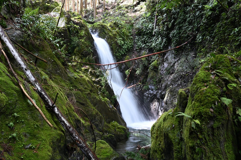 滝本の滝20m～滝ノ川大滝8m再訪 紀美野町 | 小幸の滝めぐり／ぶらり日記