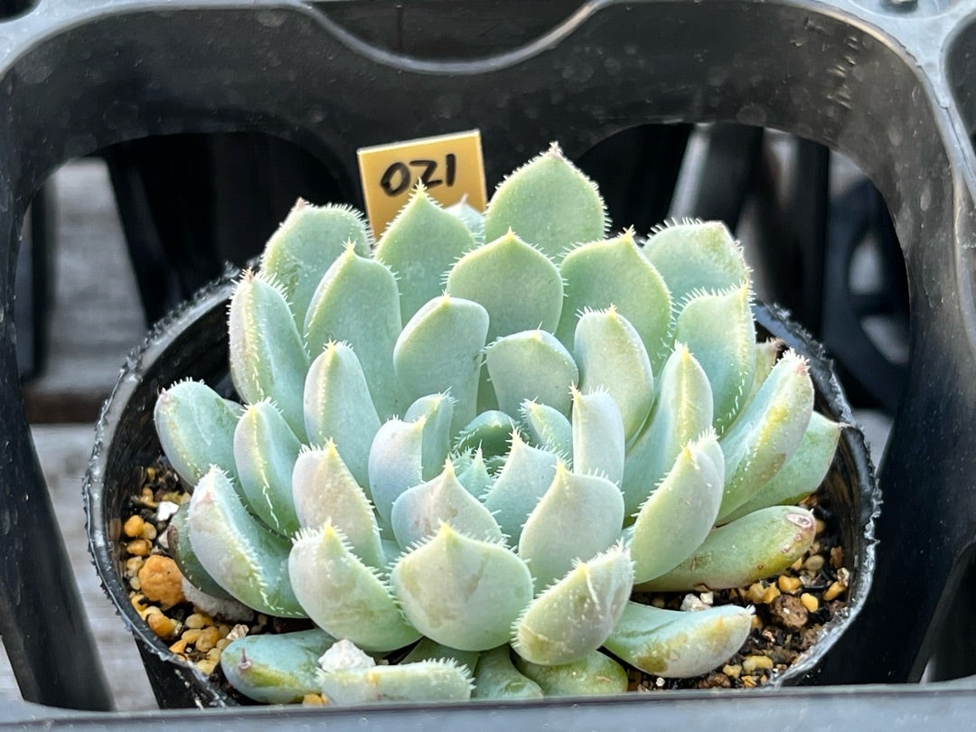 021 【小人の渚】おらいさん苗 ミックスベリア 成長記録 多肉植物