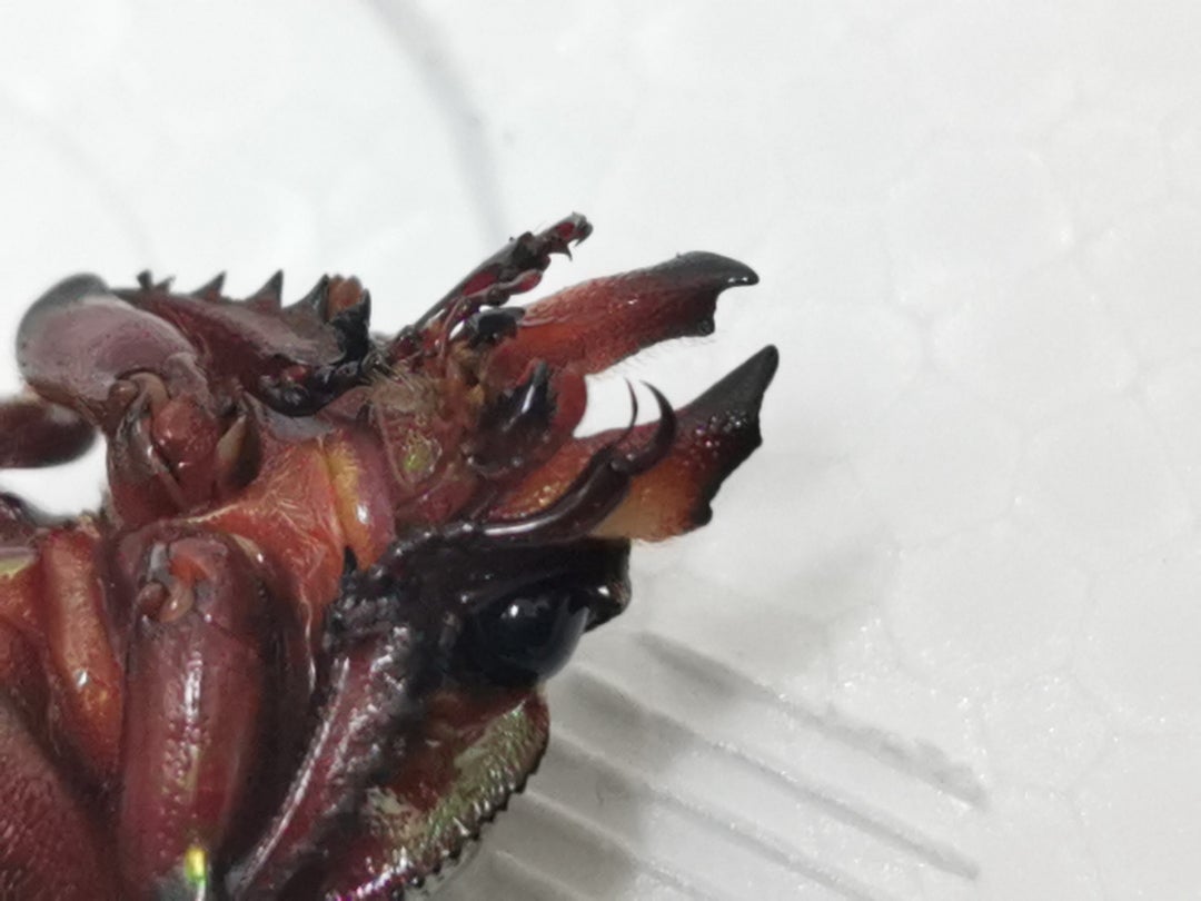 440 【 確率10万分の1？20万分の1！？ 】ニジイロクワガタ 雌雄