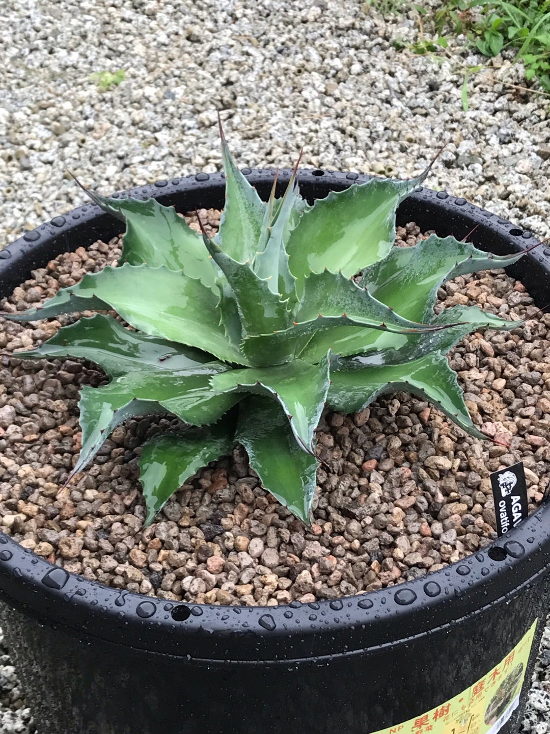 オバティフォリア バンジーなど 植え替え、植え付け | つべるふブログ