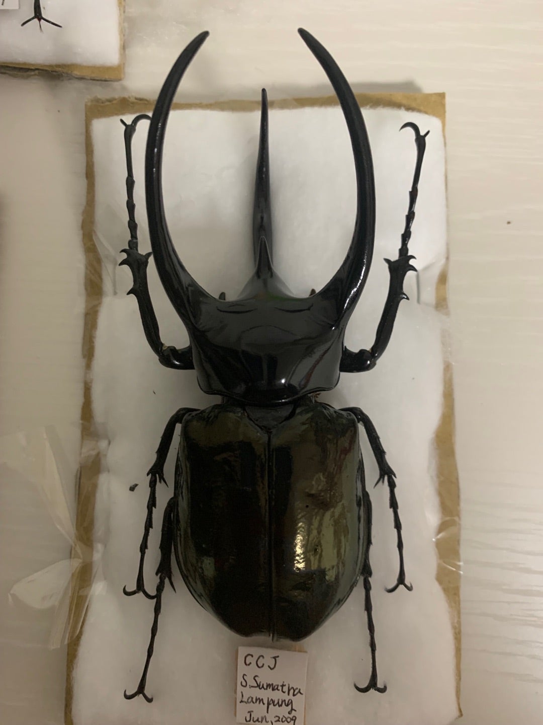 スマトラコーカサス No.15 特大 | 愉快な海と波と恵