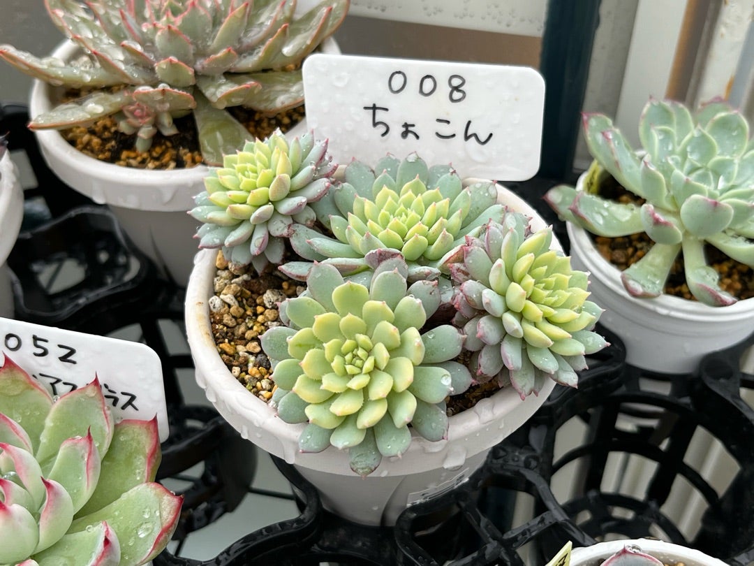 008【ちょこん】おらいさん苗 ミックスベリア 成長記録 多肉植物