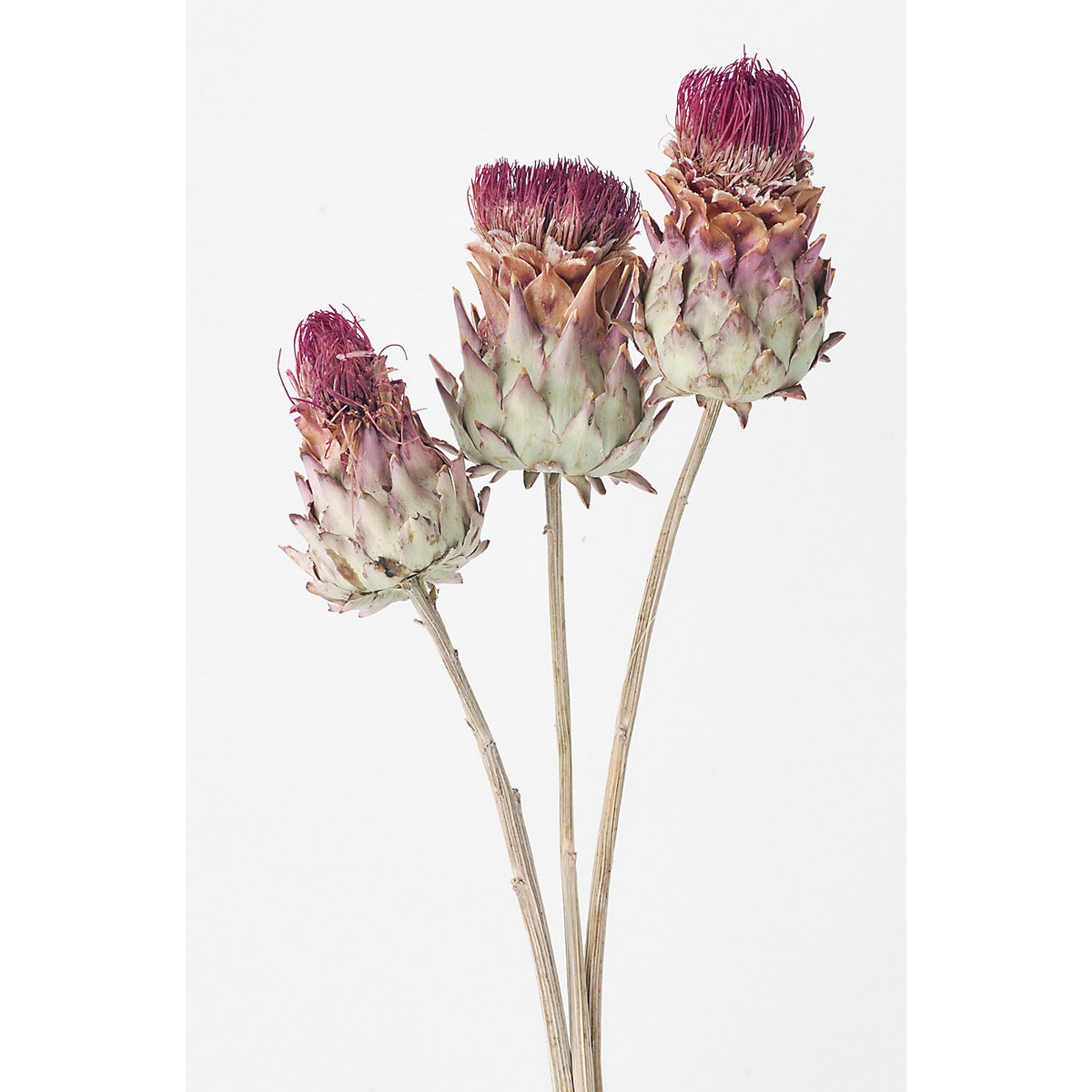 即日☆【ドライ】大地農園/アーティーチョーク・ミニ 約3本 N/40101