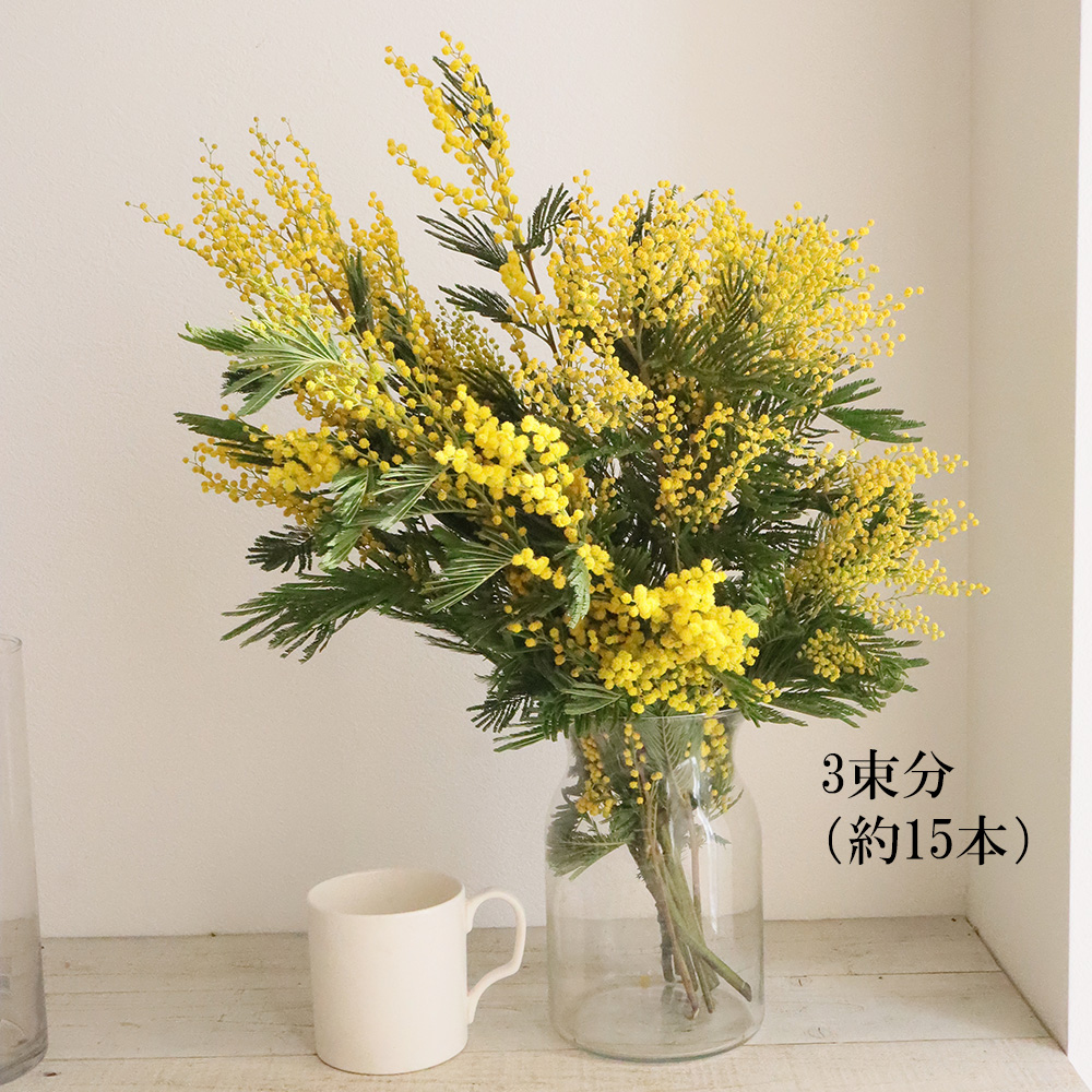 生花】輸入ミモザアカシア ミランドールなど(束約2〜5本程度・小枝も
