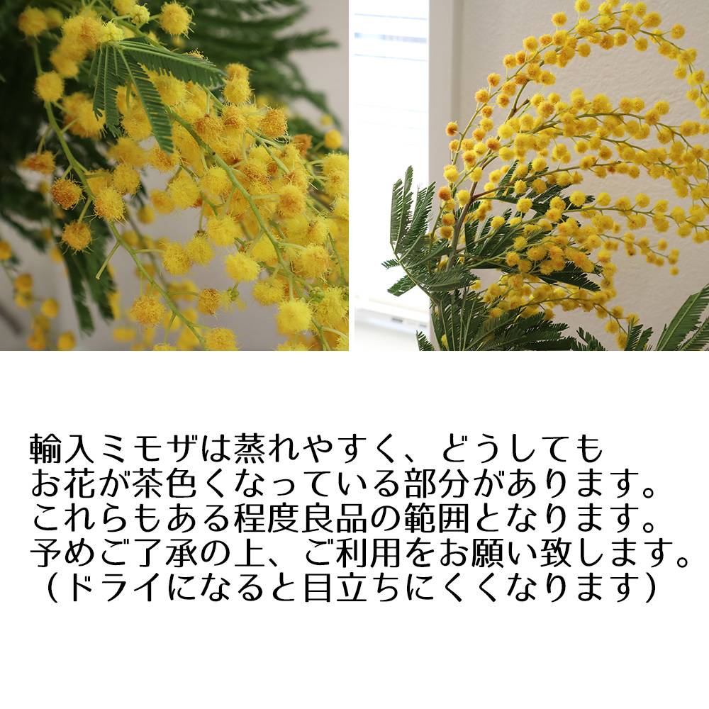 直前!】【生花】輸入ミモザ ミランドール等 束単位(小枝含む束 2〜5本