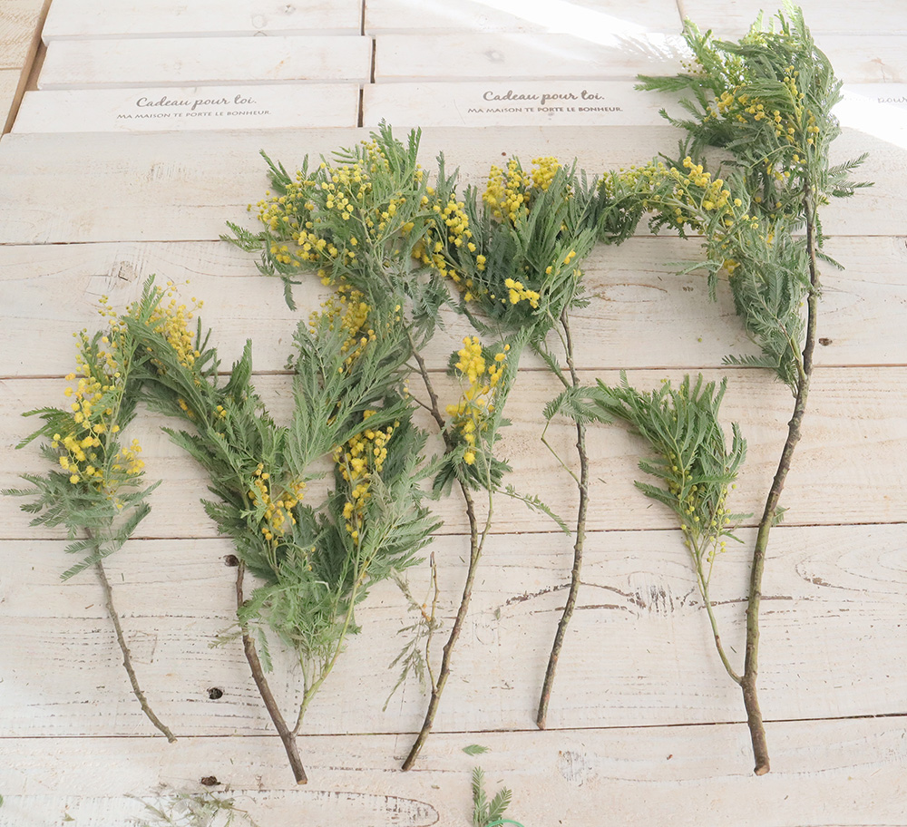 生花】輸入ミモザ ミランドール等 束単位(小枝含む束 2～5本程度)早