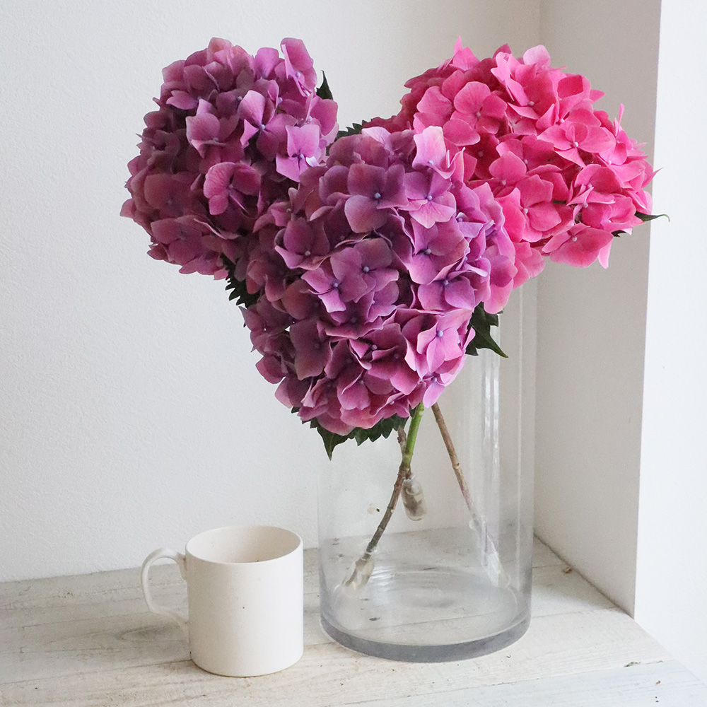 生花】前林園芸フレッシュアジサイ 濃いパープル系(L-2L)【OT】 - 花材