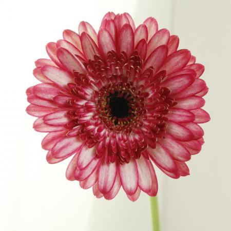 生花】【さぎやま】ガーベラ セレーナ(濃ピンク複色系) - 花材通販は
