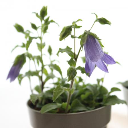 JF】皿ヶ峰桔梗 3寸苗 山野草 - 花材通販はなどんやアソシエ