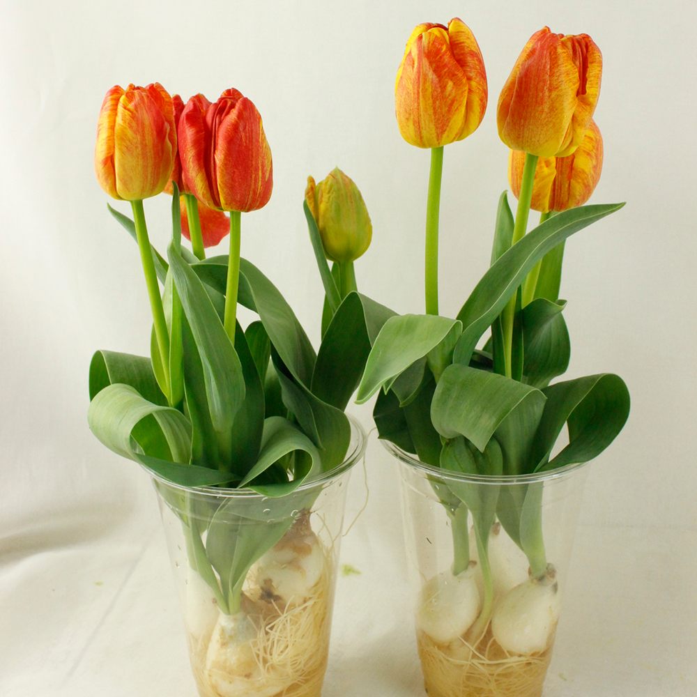 生花】球根つきミニチューリップ フレミングベイビー(オレンジ系)【早
