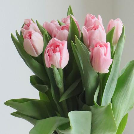 生花】チューリップ ピンクミラクルoドリーマー(八重・淡ピンク)【OT