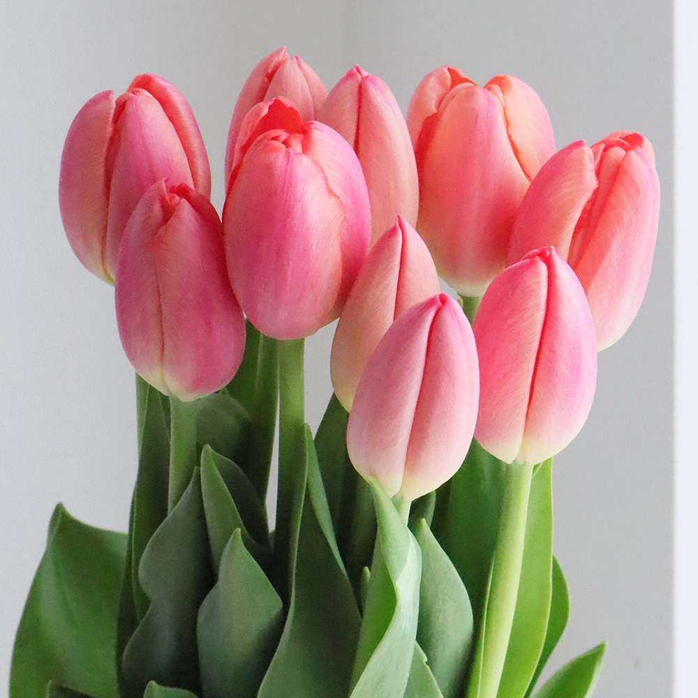 直前】チューリップ ニンジャ(ピンクオレンジ) 【生花】 - 花材通販は