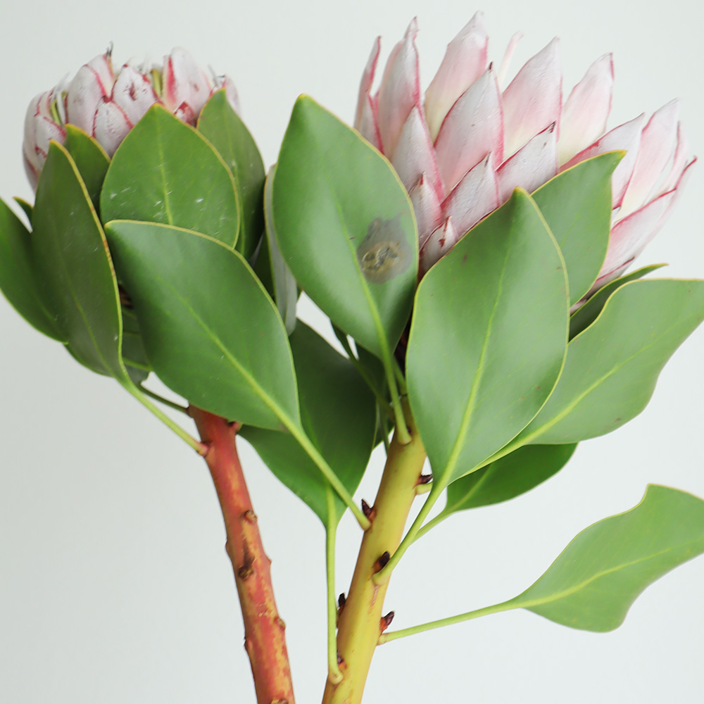 生花】キングプロテア・中(ピンク)50cm 【OR-83】※山火事の影響・月曜