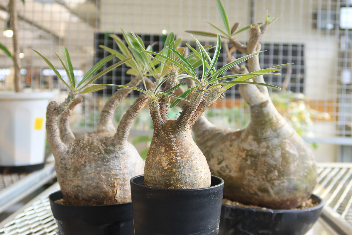 日々に彩りを添える