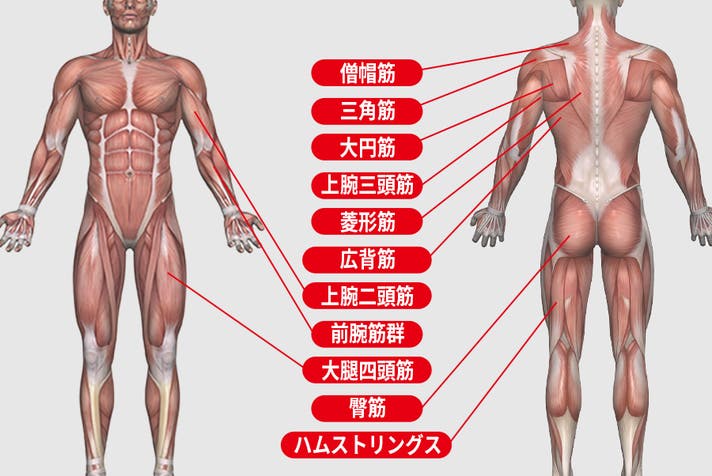 ムキムキ ライフライン ジム サスペンション トレーナー 美ボディー 筋