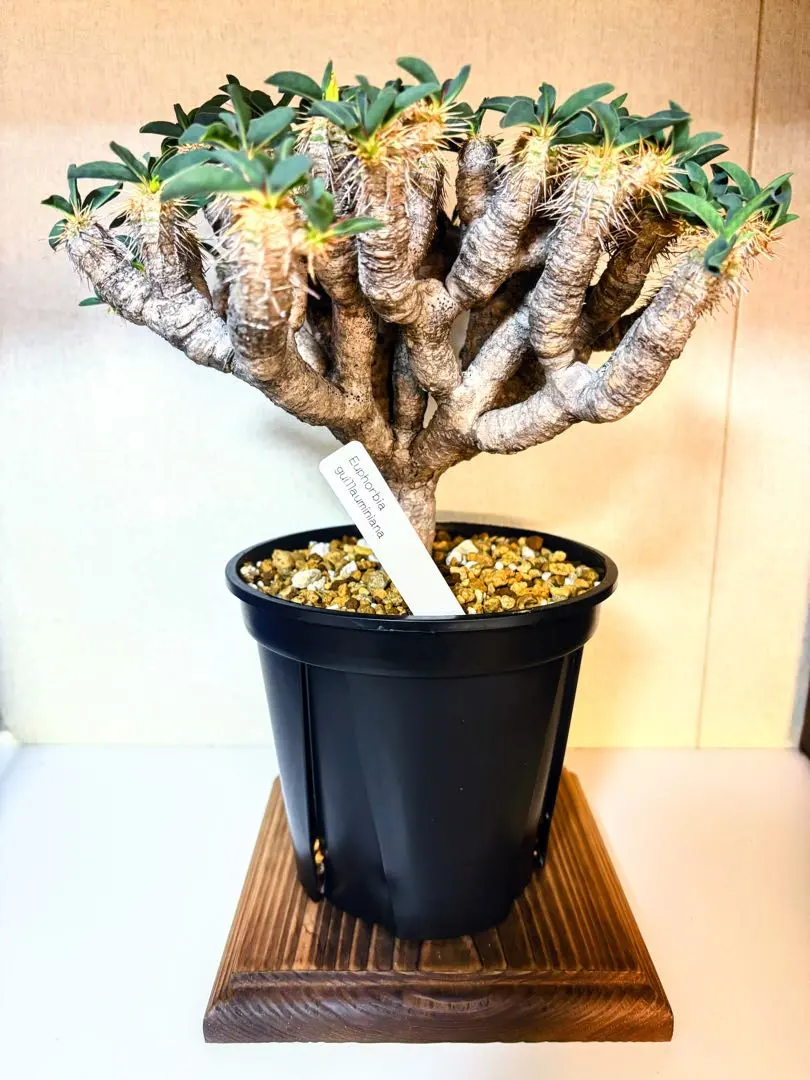 2026年最新】ギラウミニアナ 現地球の人気アイテム - メルカリ