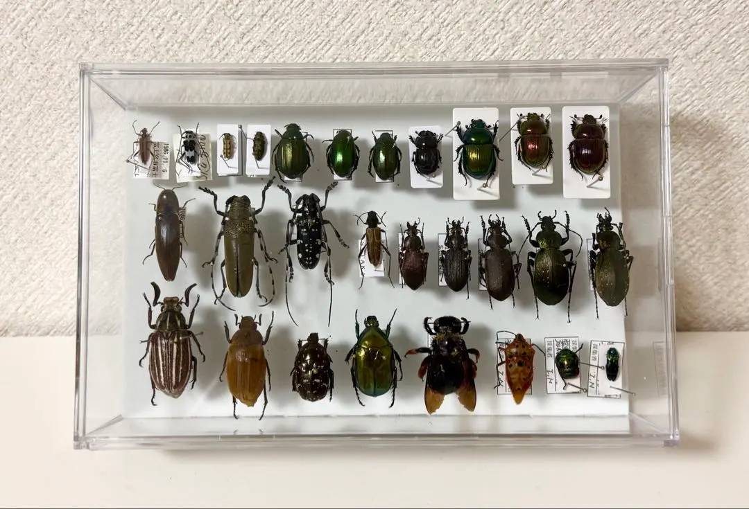 2026年最新】オオセンチコガネの人気アイテム - メルカリ