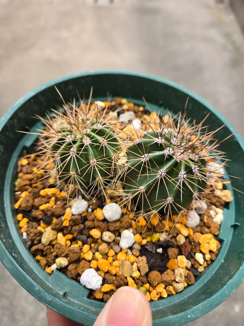 2026年最新】弁慶柱の人気アイテム - メルカリ