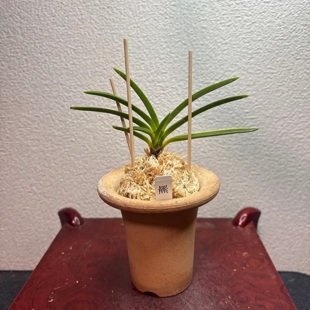 2026年最新】羆 富貴蘭の人気アイテム - メルカリ