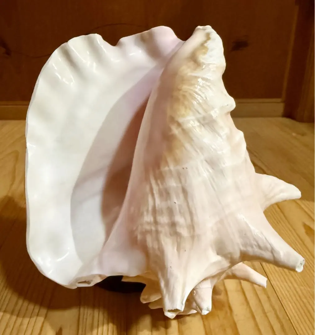 2026年最新】ほら貝 笛の人気アイテム - メルカリ