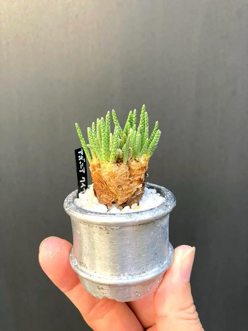 2026年最新】アボニア クイナリアの人気アイテム - メルカリ